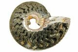 One Side Polished, Pyritized Fossil, Ammonite - Russia #174980-2